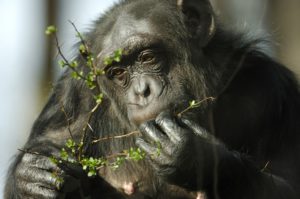 Schimpanse9 FFN5418kl
